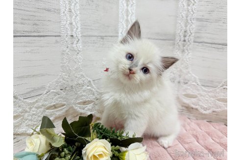 成約済の茨城県のラグドール-102677の2枚目