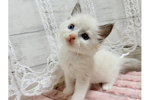 成約済の茨城県のラグドール-102679の1枚目