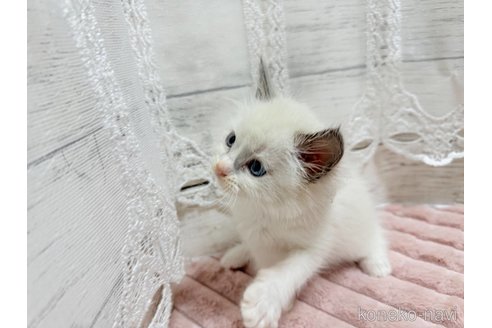 成約済の茨城県のラグドール-102679の4枚目
