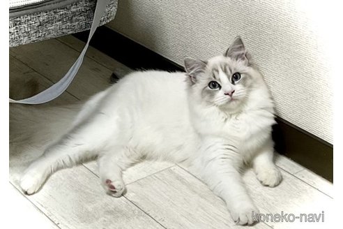 ももちゃん1枚目