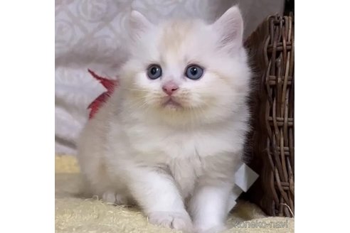 成約済の東京都のサイベリアン-102681の1枚目