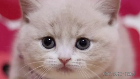 成約済の東京都のマンチカン(短足)-102686の1枚目