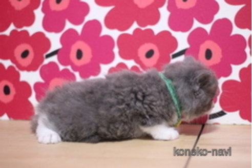 成約済の東京都のマンチカン-102687の2枚目