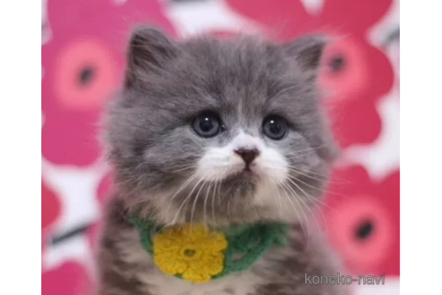 成約済の東京都のマンチカン-102687の1枚目