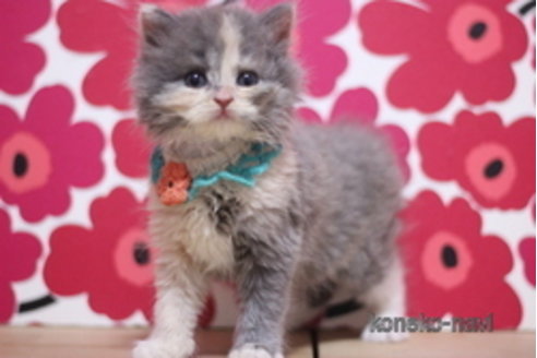 成約済の東京都のマンチカン-102688の3枚目