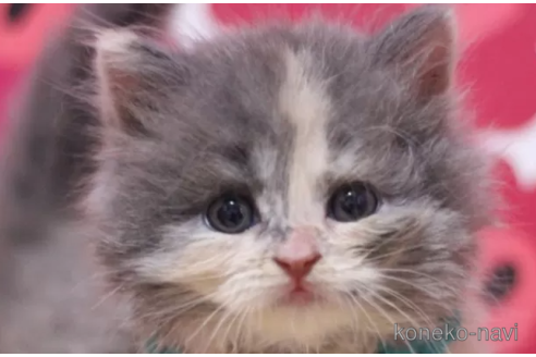 成約済の東京都のマンチカン-102688の1枚目