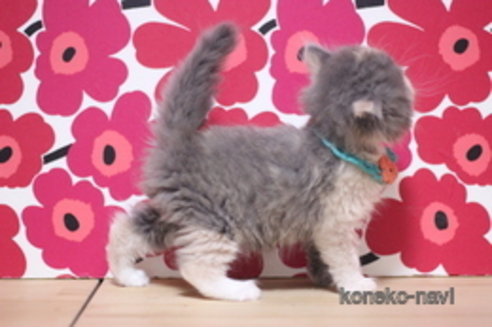 成約済の東京都のマンチカン-102688の2枚目