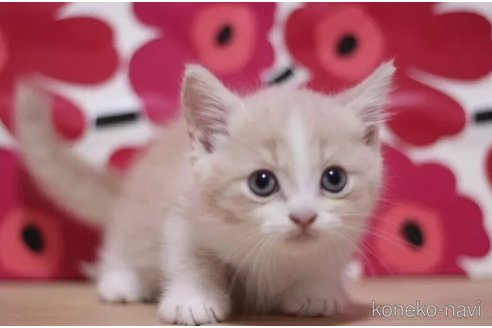 成約済の東京都のマンチカン(短足)-102690の1枚目