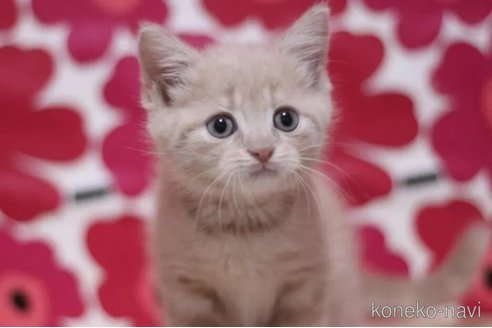 成約済の東京都のマンチカン-102692の1枚目