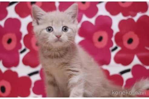 成約済の東京都のマンチカン-102692の4枚目