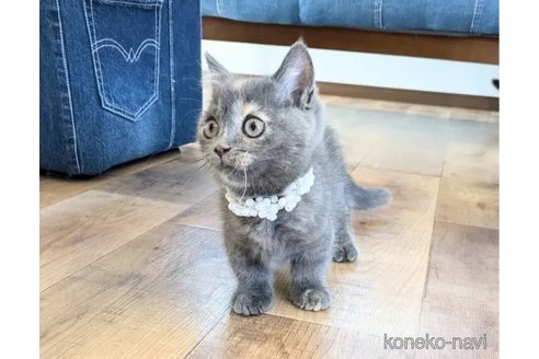 成約済の埼玉県のマンチカン(短足)-102695の4枚目