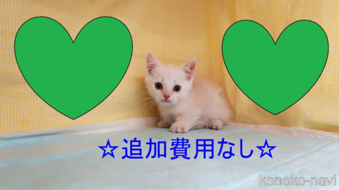 成約済の東京都のマンチカン(短足)-102720の1枚目