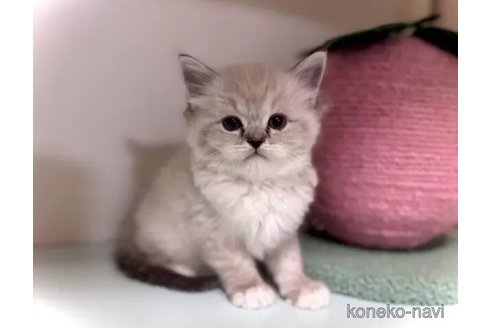成約済の三重県のラグドール-102723の2枚目