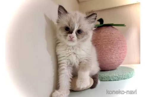 成約済の三重県のラグドール-102724の1枚目