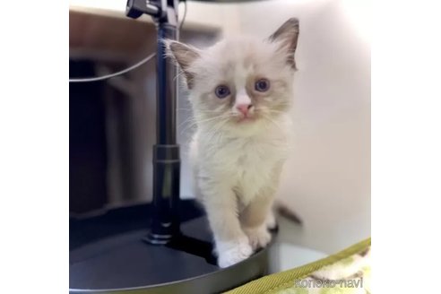 成約済の三重県のラグドール-102727の1枚目