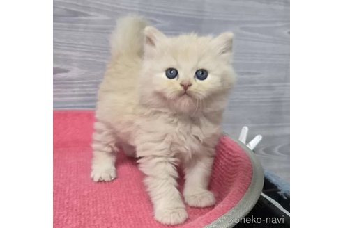 成約済の福岡県のマンチカン-102750の3枚目