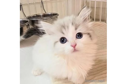 成約済の千葉県のマンチカン(短足)-102754