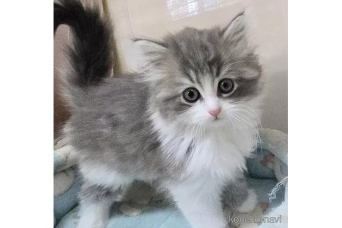 成約済の千葉県のマンチカン-102756の1枚目
