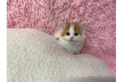 成約済の大阪府のマンチカン-102758の4枚目
