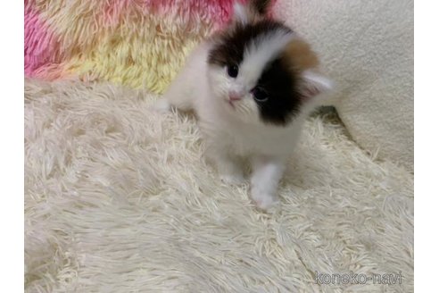 成約済の大阪府のスコティッシュフォールド-102764の3枚目