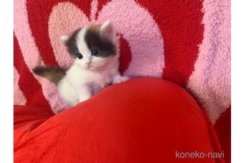 成約済の大阪府のスコティッシュフォールド-102764の1枚目