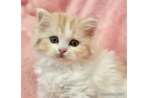 成約済の静岡県のスコティッシュフォールド-102763の4枚目