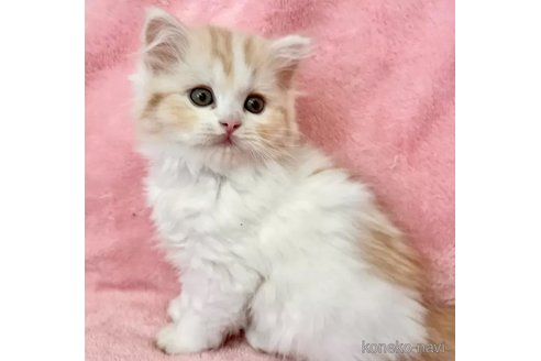成約済の静岡県のスコティッシュフォールド-102763の2枚目