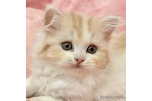 成約済の静岡県のスコティッシュフォールド-102763の1枚目