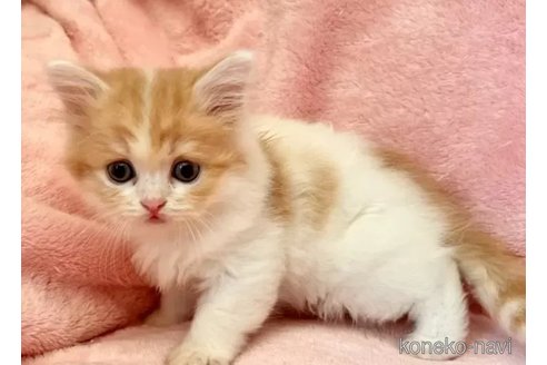 成約済の静岡県のスコティッシュフォールド-102765の3枚目