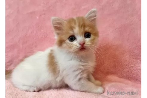 成約済の静岡県のスコティッシュフォールド-102765の4枚目