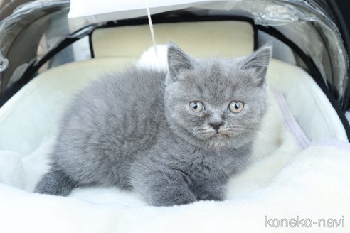成約済の東京都のブリティッシュショートヘア-102772の5枚目