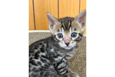 成約済の兵庫県のベンガル-102782の2枚目