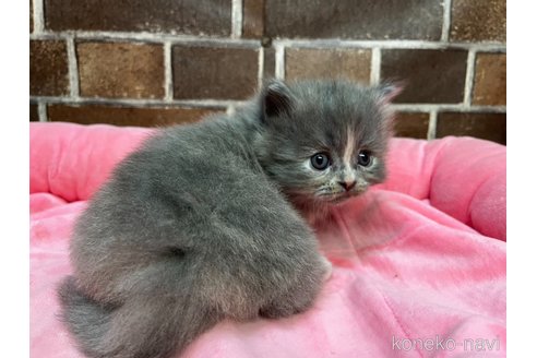 成約済の東京都のマンチカン(短足)-102815の7枚目