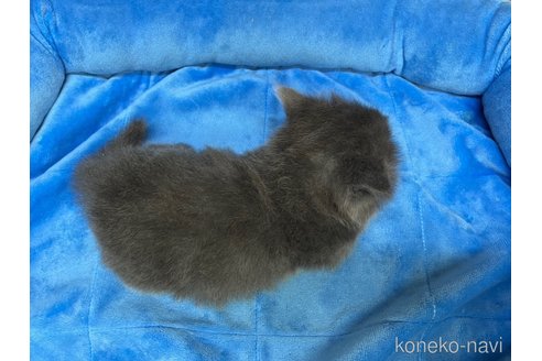 成約済の東京都のマンチカン(短足)-102816の7枚目