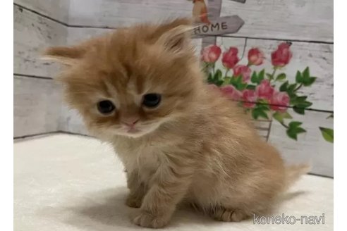 成約済の山梨県のミヌエット-102821の4枚目