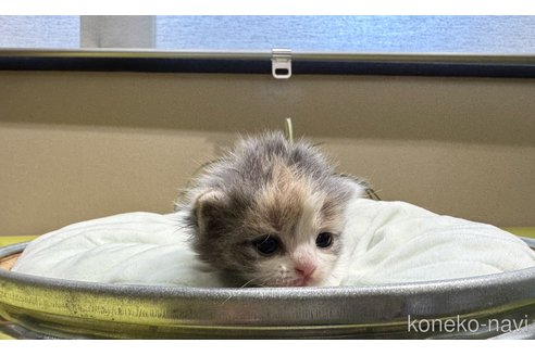 成約済の岐阜県のマンチカン(短足)-102831の3枚目