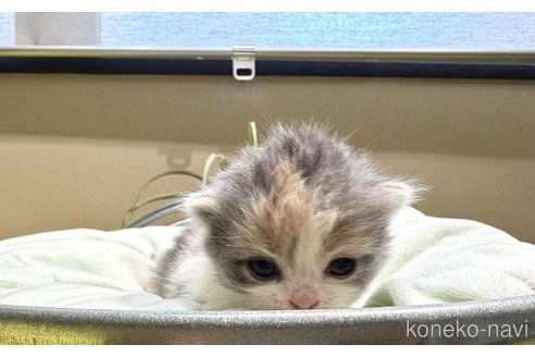 成約済の岐阜県のマンチカン(短足)-102831の4枚目