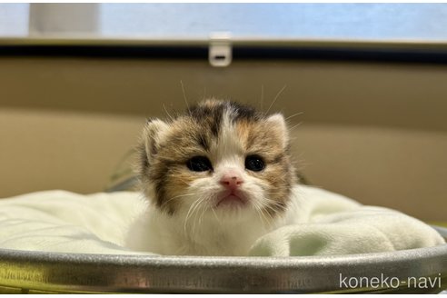 成約済の岐阜県のマンチカン(短足)-102832の2枚目