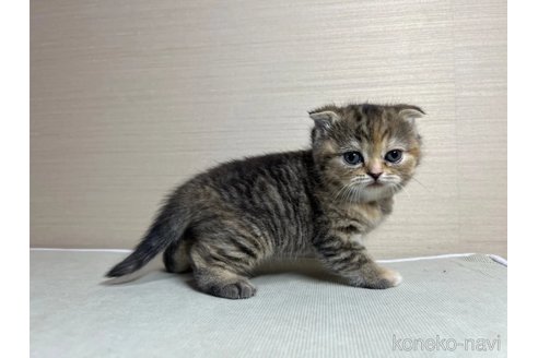 成約済の茨城県のスコティッシュフォールド-102834の4枚目