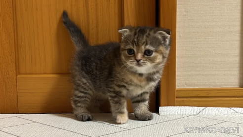 成約済の茨城県のスコティッシュフォールド-102834