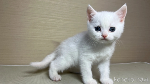 成約済の茨城県のスコティッシュフォールド-102836の1枚目