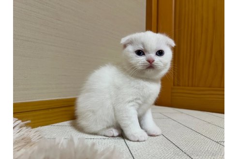 成約済の茨城県のスコティッシュフォールド(折れ耳)-102838の4枚目