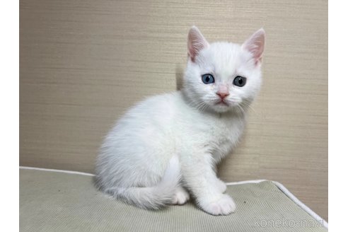 成約済の茨城県のスコティッシュフォールド-102839の5枚目