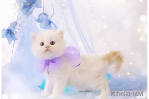 成約済の岐阜県のラガマフィン-102846の3枚目