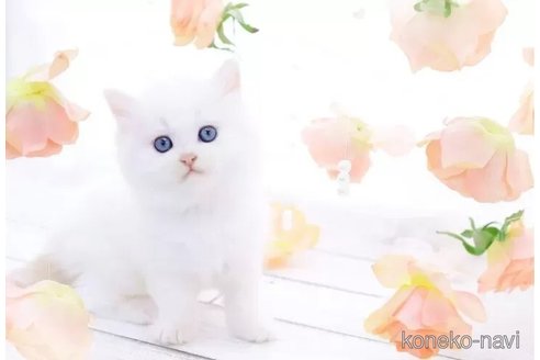 成約済の岐阜県のラガマフィン-102846の4枚目