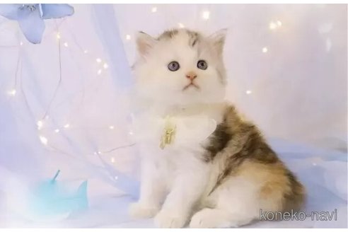 成約済の岐阜県のラガマフィン-102847の2枚目