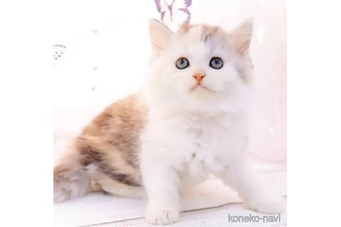 成約済の岐阜県のラガマフィン-102847の4枚目