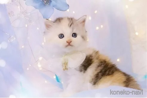 成約済の岐阜県のラガマフィン-102847の5枚目