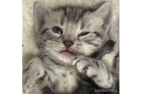 販売中の埼玉県のスコティッシュフォールド-102856の3枚目