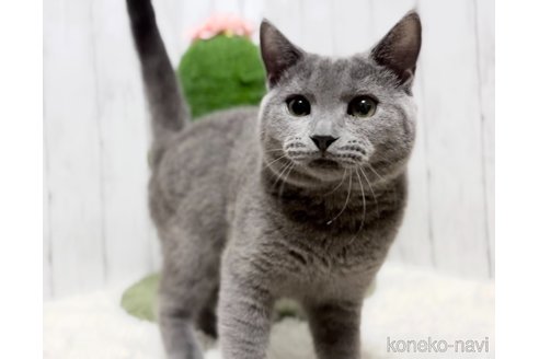 成約済の静岡県のシャルトリュー-102866の4枚目